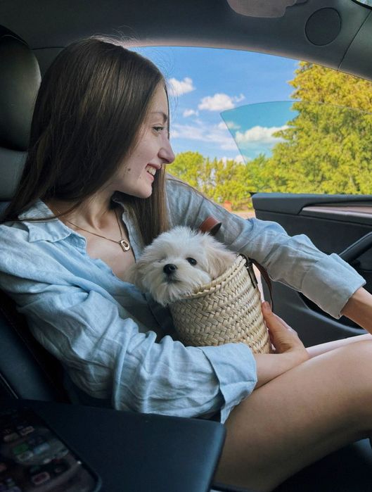 Maltipoo собака • мальтіпу міні ф1 – дитяча любов