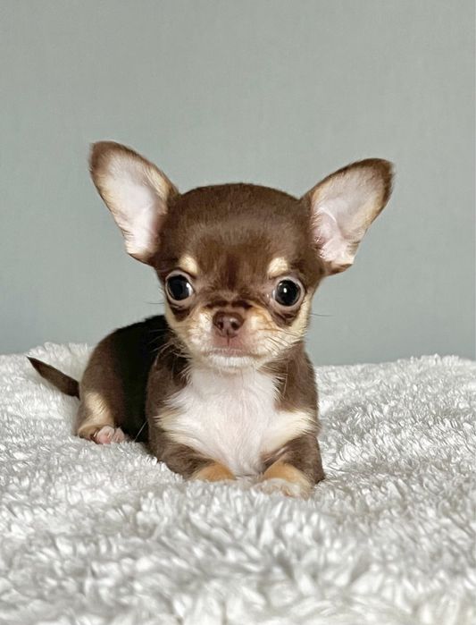 Шикарная мини девочка чихуахуа.