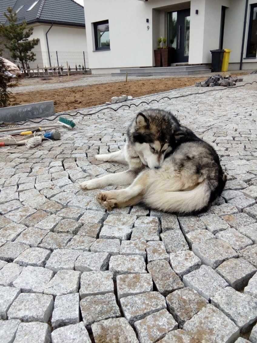 Usługi brukarskie kompleksowo. Układanie kostki brukowej, granitowej.