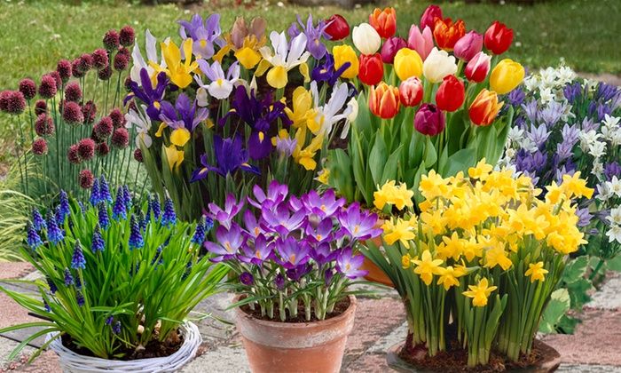 Bolbos de Primavera e Verão - Troca