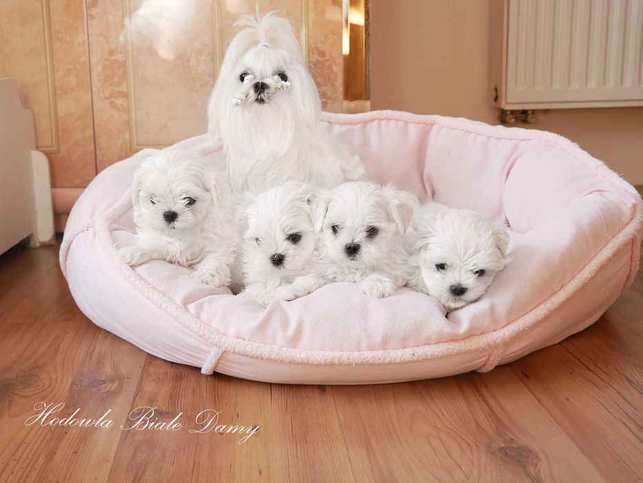 Maltańczyki Maltańczyk Chłopczyk Samiec Rodowód woj. Śląskie RICO