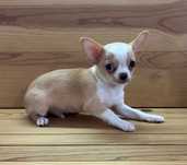 Chihuahua Macho Bege e Branco