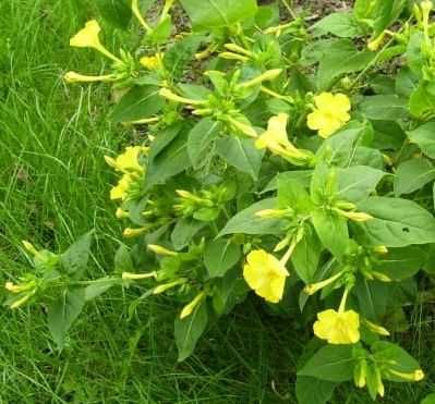 Dziwaczek wielobarwny Jalapa mix - nasiona 2024r.