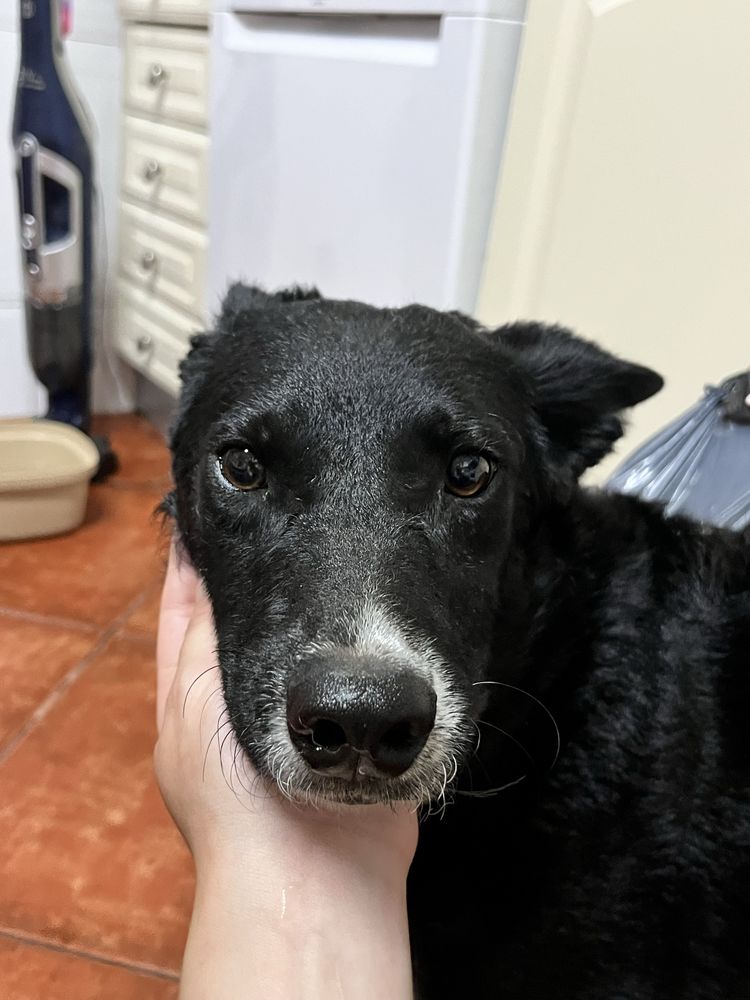 Cadelinha jovem para adoção