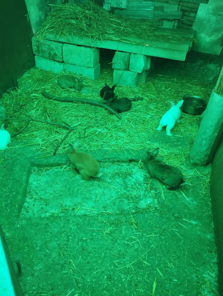 Продам кроликов 2 месяца