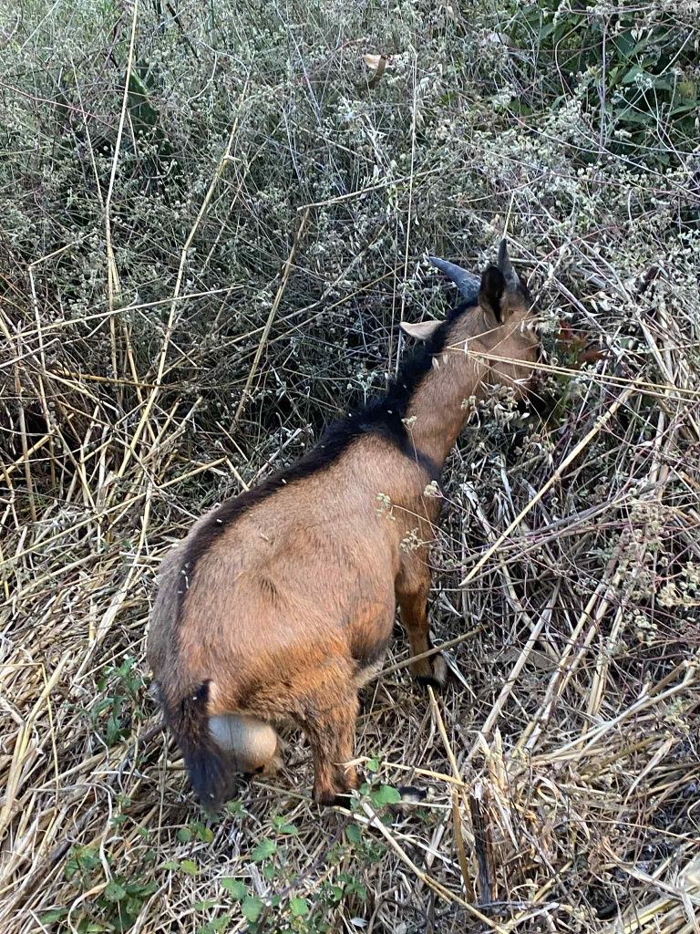 Cabras anãs machos e fêmeas