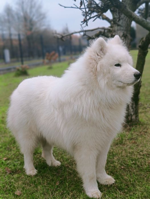 Samoyed piesek 8  miesięcy