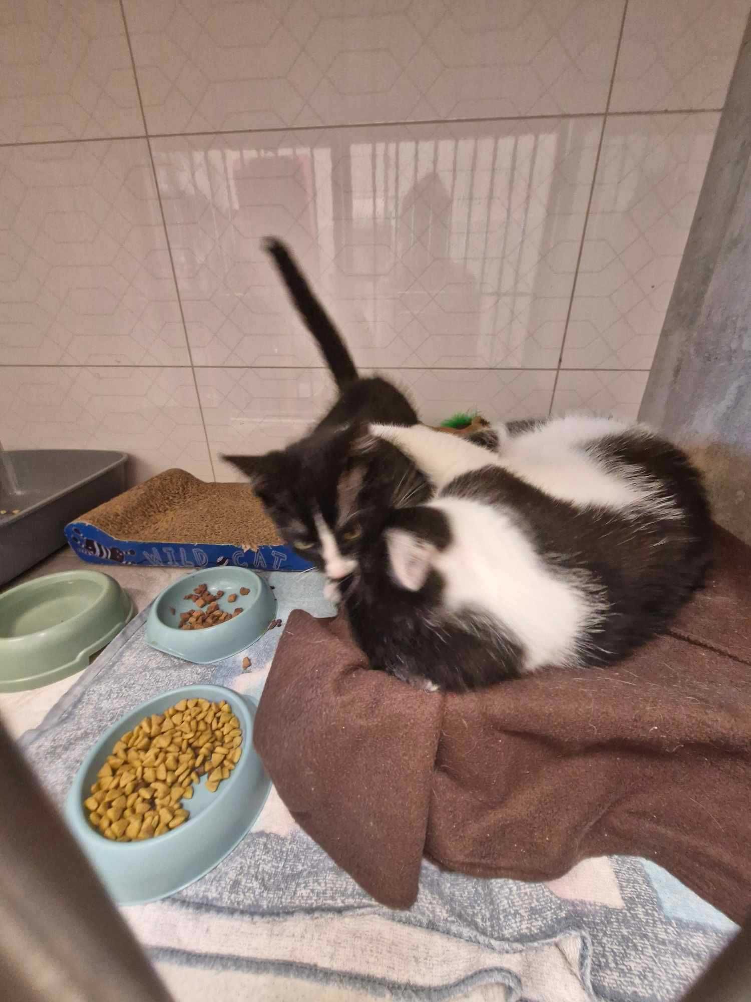 Taki kot jak on to skarb! ADOPTUJ BOBISIA - opiekun małych kotków