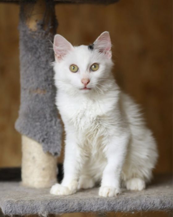 Красивый уютный котенок Добби 9 мес, крупный мальчик