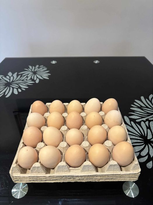 Jajka z wolnego wybiegu