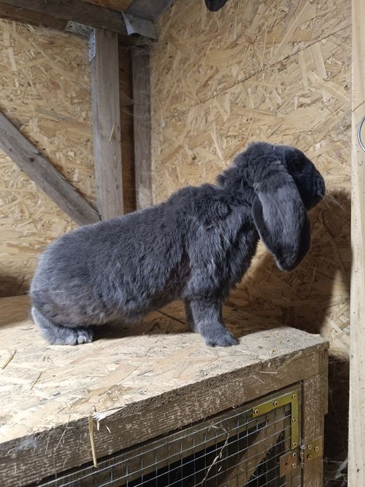 Samiec Francuski Baran Niebieski z rodowodem