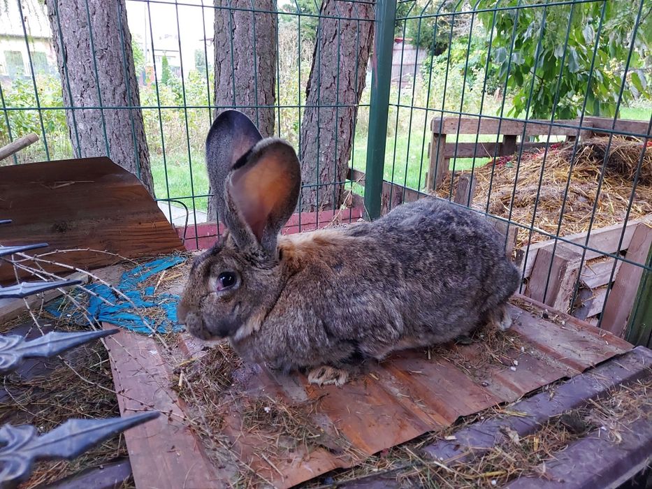 Samica Olbrzym Belgijski