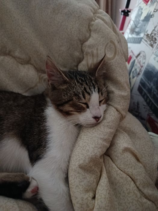 Котёнок мальчик примерно 3 месяца