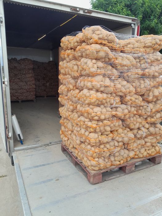 Ziemniaki soraya ignacy transport