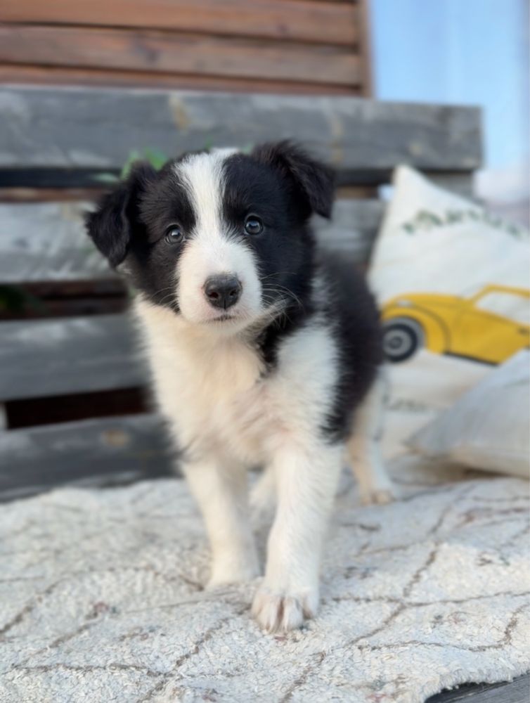 2 miesieczna suczka Border Collie