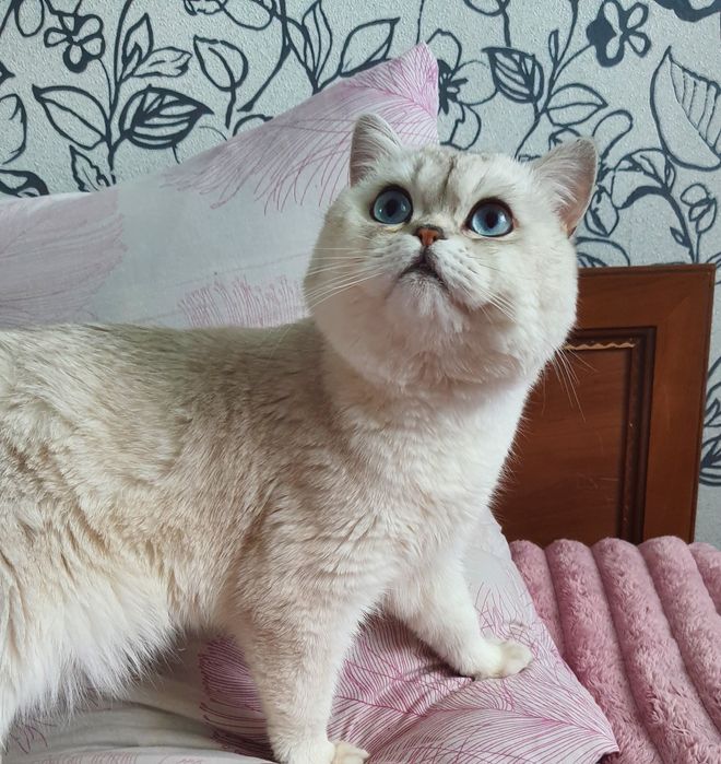 Вязка. Британец приглашает на встречу.