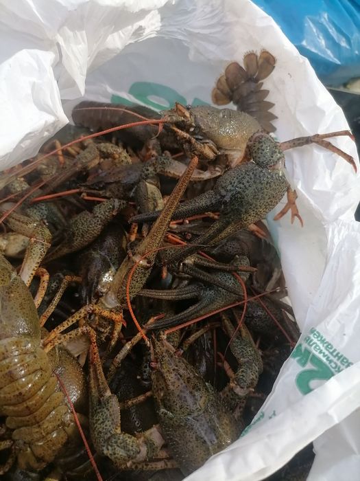 Ищем живые раки в любом количестве