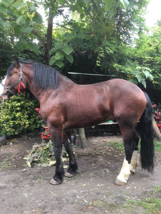 Ogier zimnokrwisty typ pogrubiony