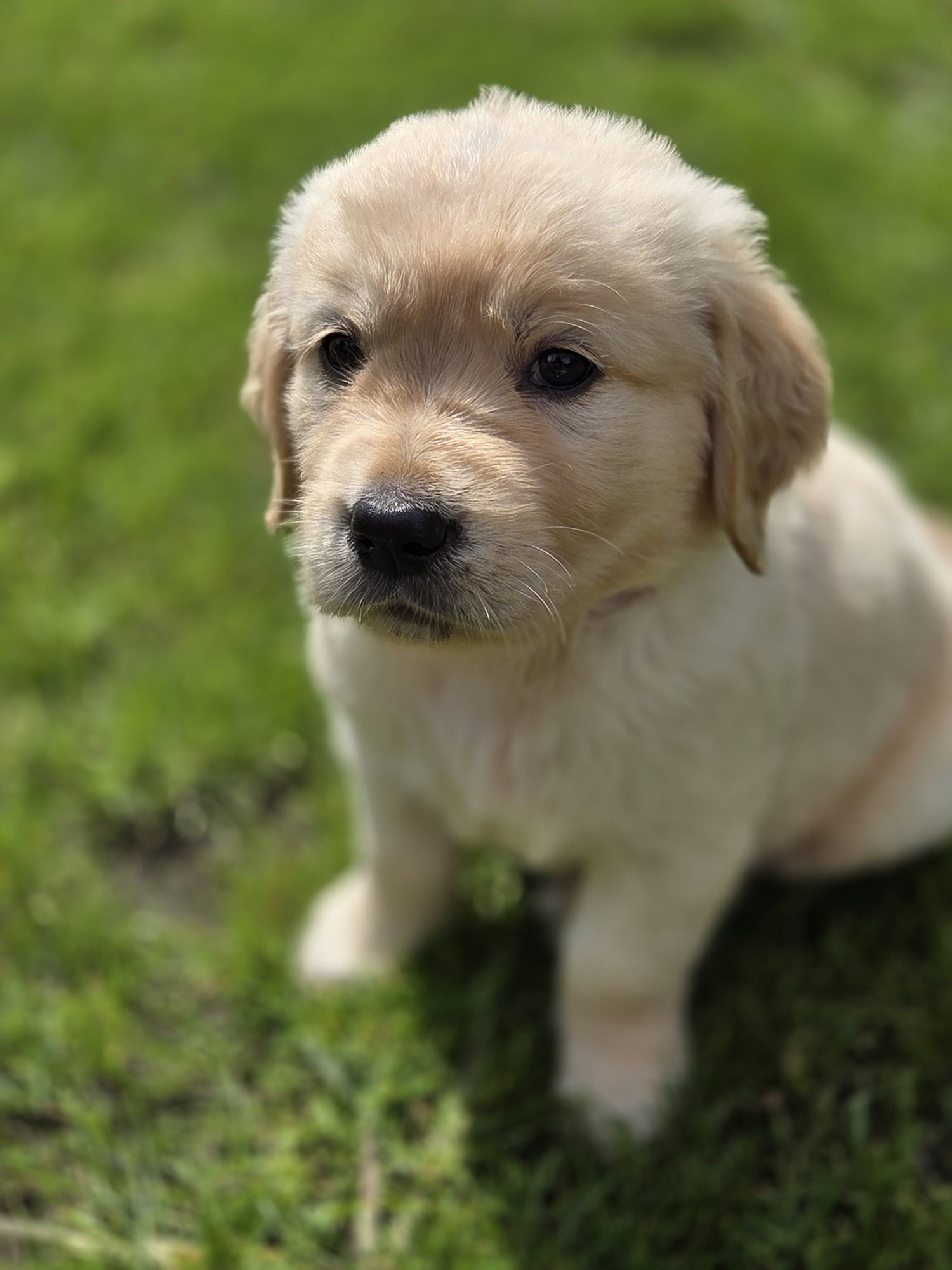Szczeniak Golden Retriever