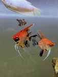 Escalar super Red devil /red devil