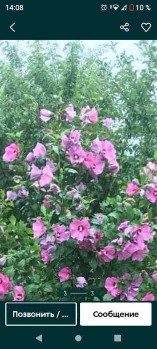 Квітка  Агава  .