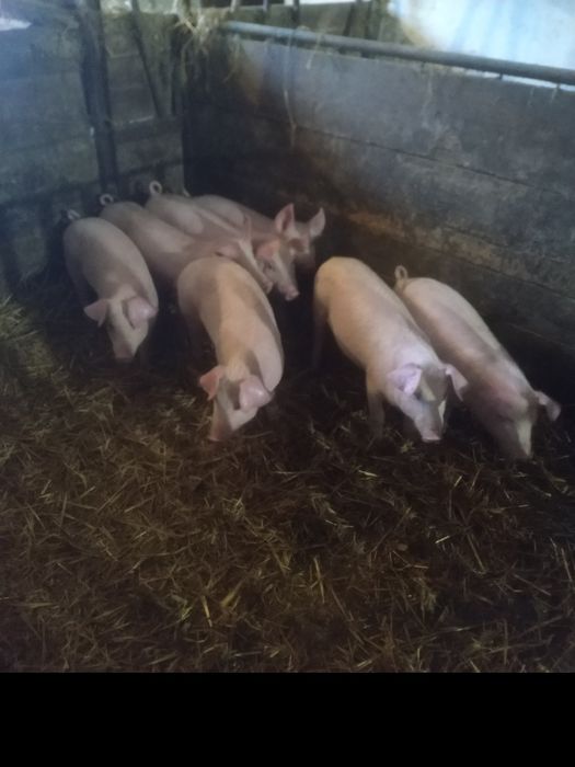 Sprzedam prosięta 7 sztuk