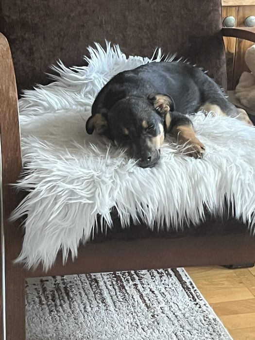 Nela ma 4 miesiące i szuka domu .