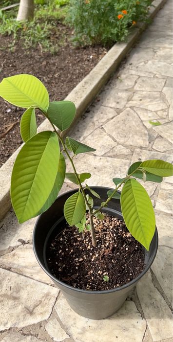 Planta de Anoneira
