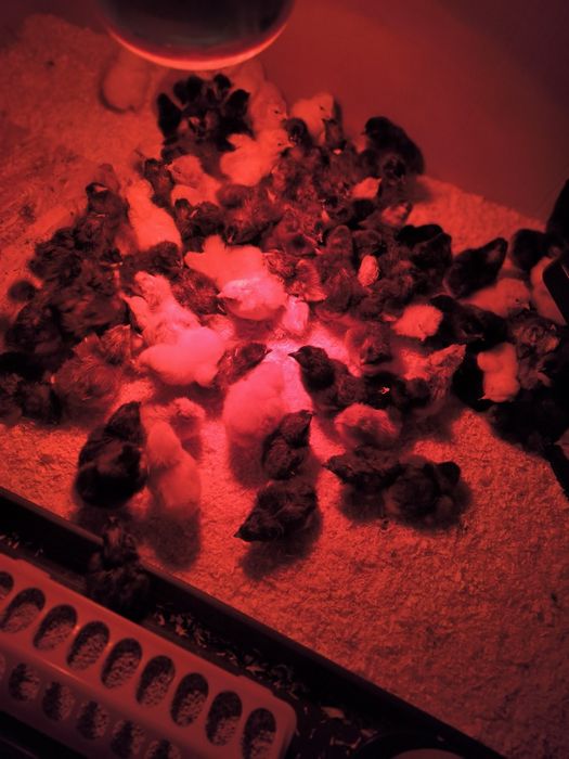 Pisklęta Marans,Czubatka,Grennschel,Nioska Mix