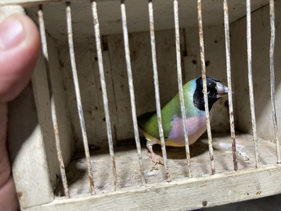 Troco por macho ou vendo em separado