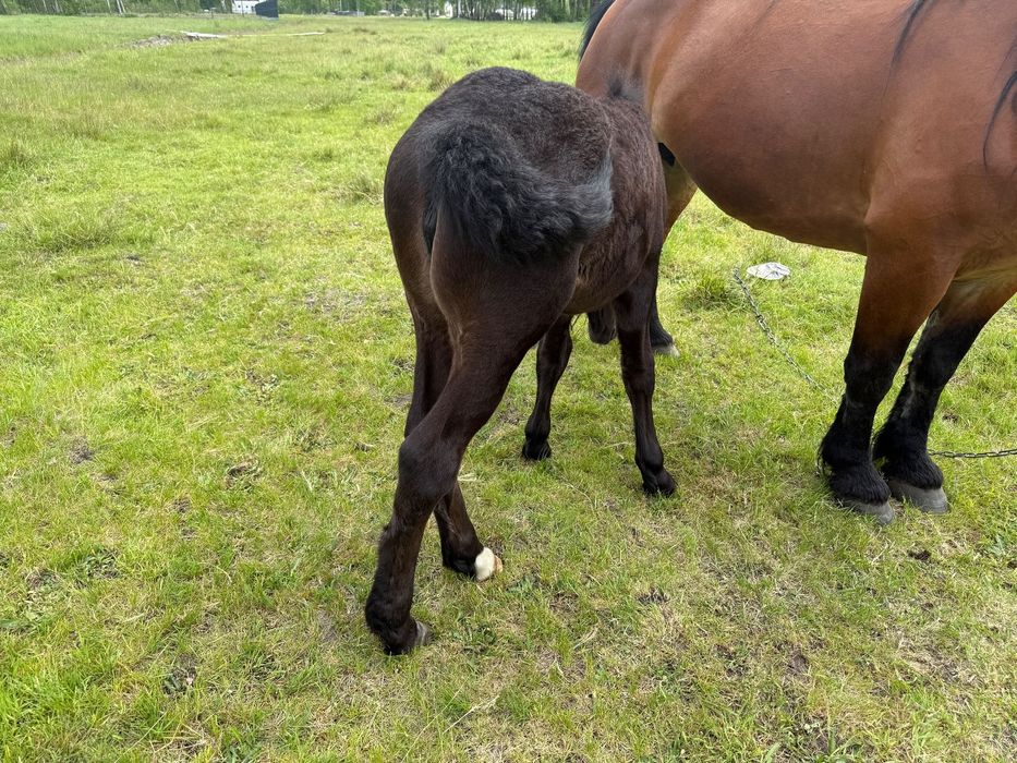 Volvo XC 60 Stan idealny / polecam / zamiana / VAT