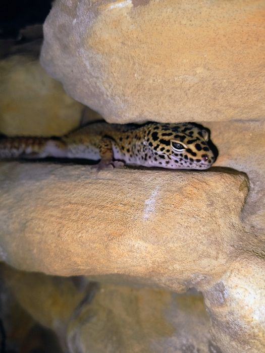 Gekony pustynne samice z terrarium.100x40x40 + gratisy