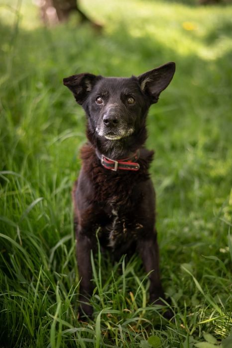 ,,zwykły czarny i brzydki pies"-tak o nim mówią. Zobaczysz coś więcej?