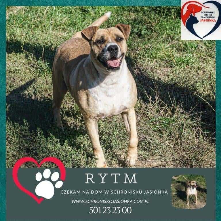 Amstaff Rytm szuka domu -schronisko Jasionka-aktualne