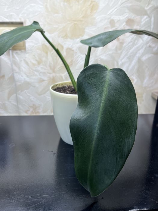 Філодендрон Грін Прінцес (Green Princess)