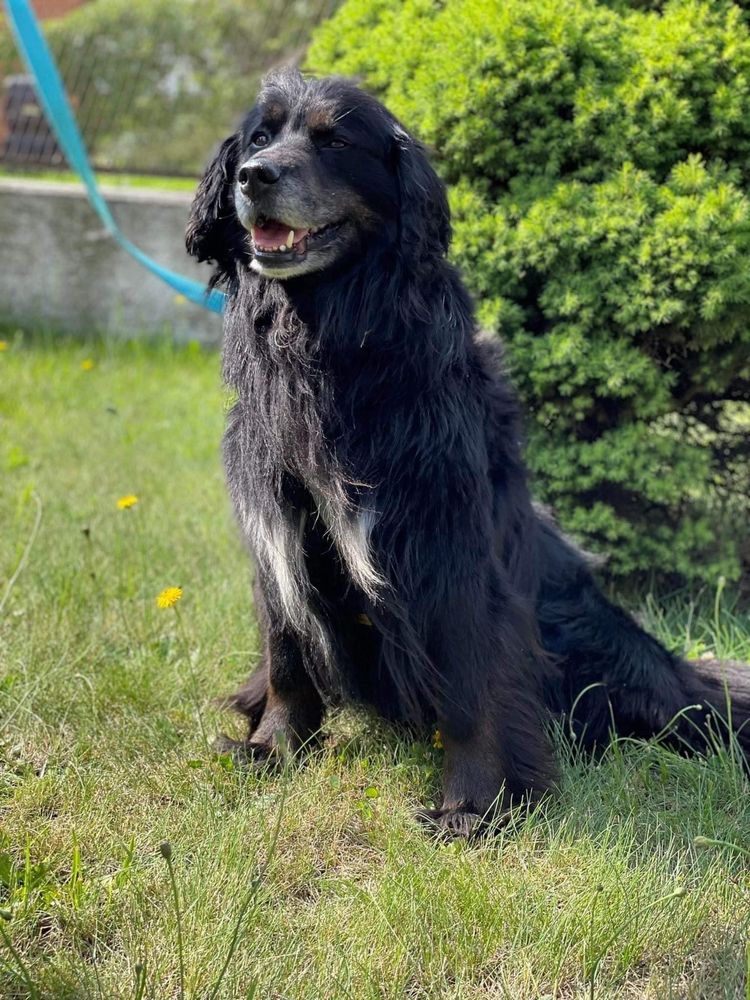 Bambo do Adopcji
