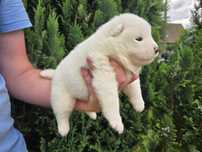 Samoyed szczenie rodowod ZKwP mamy maluszki odbior sierpień