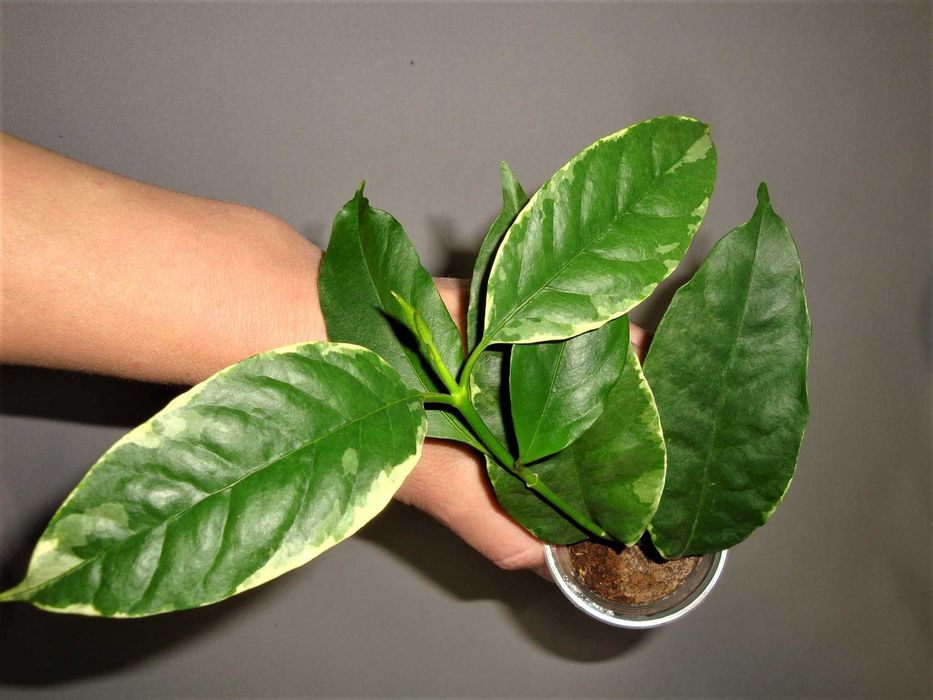 Хойї Хойя Hoya Multiflora variegata