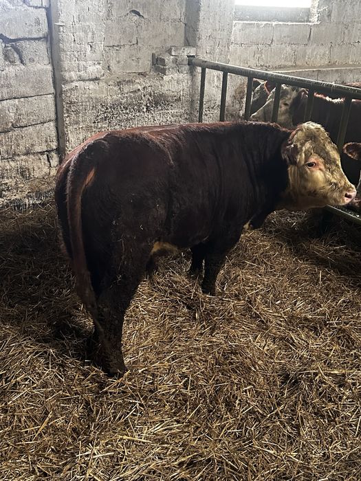Byki Hereford Rozpłodniki