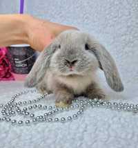 Карликовые мини кролики, карликовый кролик сиамский баранчик,міні