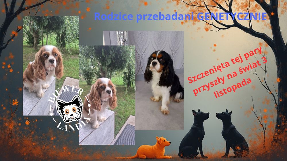 Cavalier King Charles spaniel DNA sunia