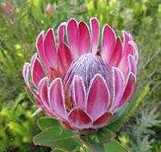 Plantas Proteas várias qualidades