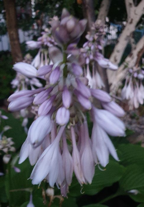 hosta - fvnkia