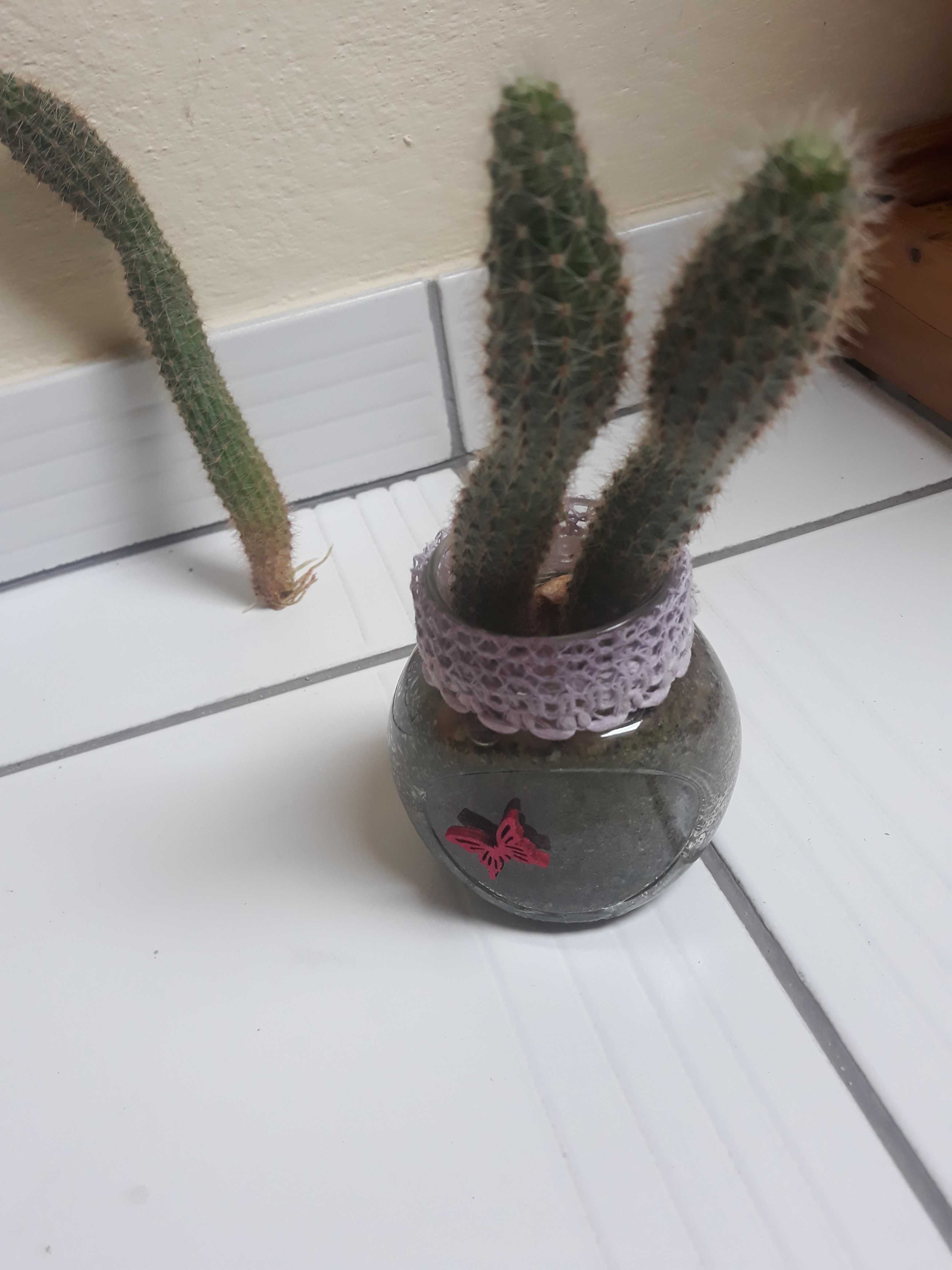 Kaktus -zaszczepka