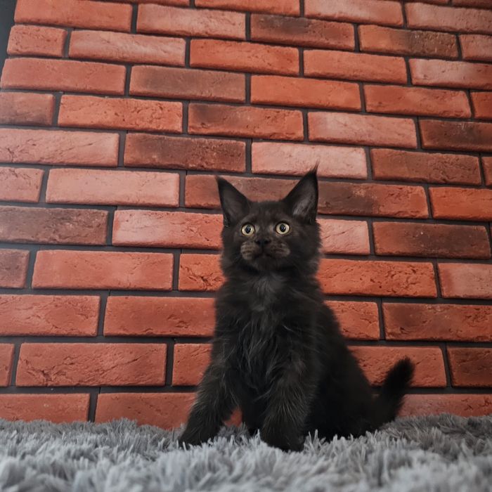 Kocurek Maine coon rodowód Fpl