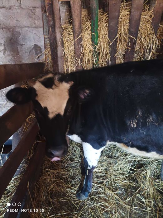 Телиця,тілна не була