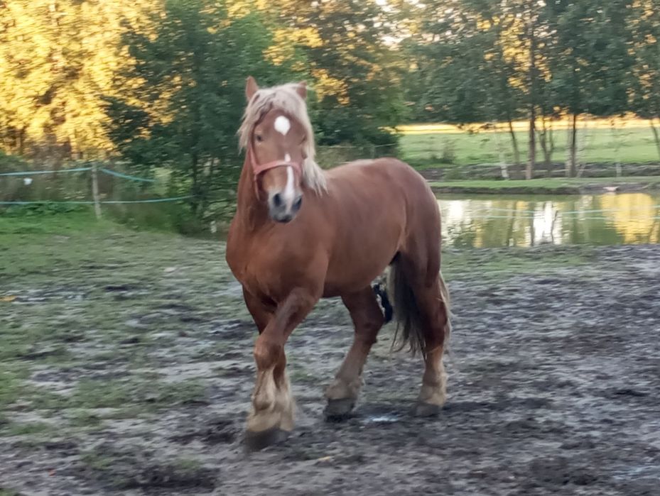 Sprzedam konie zimnokrwiste