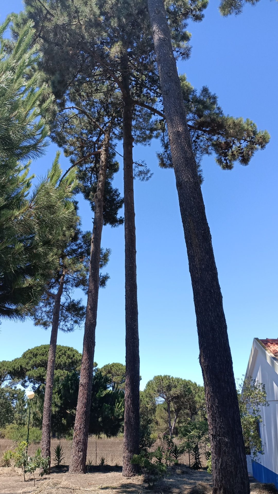 Corte e abate de árvores em situação difícil.