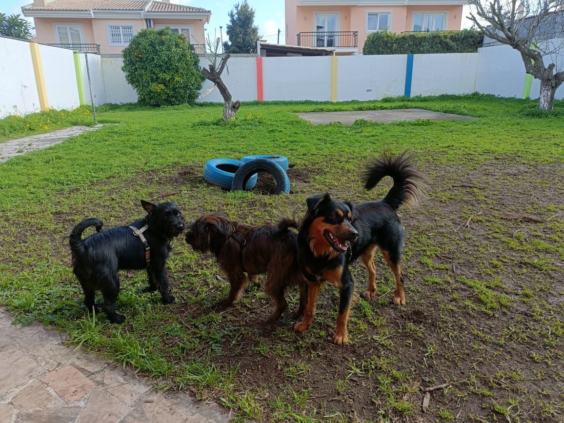 Creche canina - parede/ Carcavelos + Hotel canino