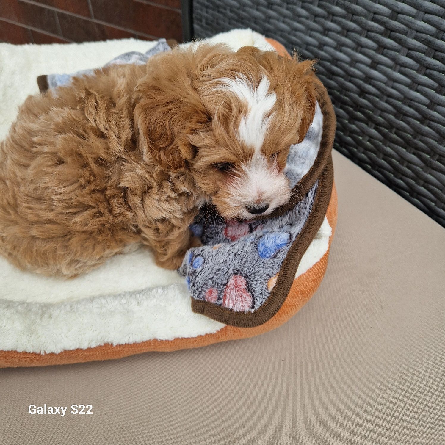 MALTIPOO-  pudelkowy syn